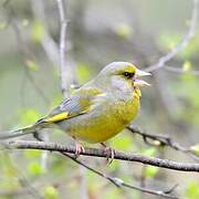 European Greenfinch