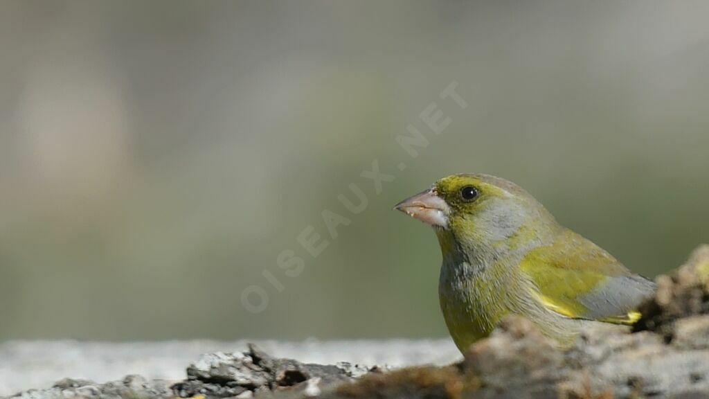 European Greenfinch