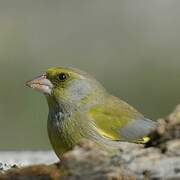 European Greenfinch