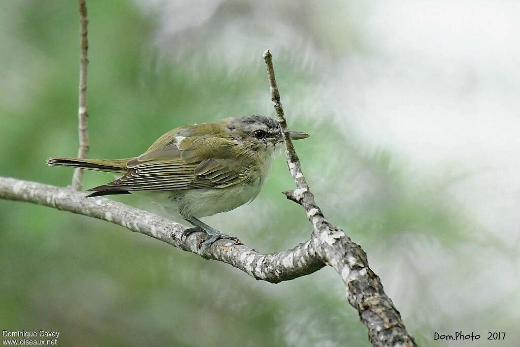 Red-eyed VireoFirst year, identification