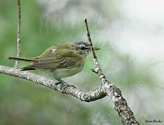 Red-eyed Vireo