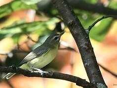 Philadelphia Vireo