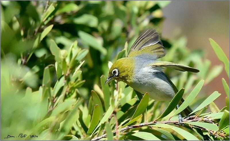 Silvereye