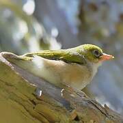 Silvereye