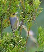 Silvereye