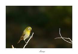 Green-backed White-eye