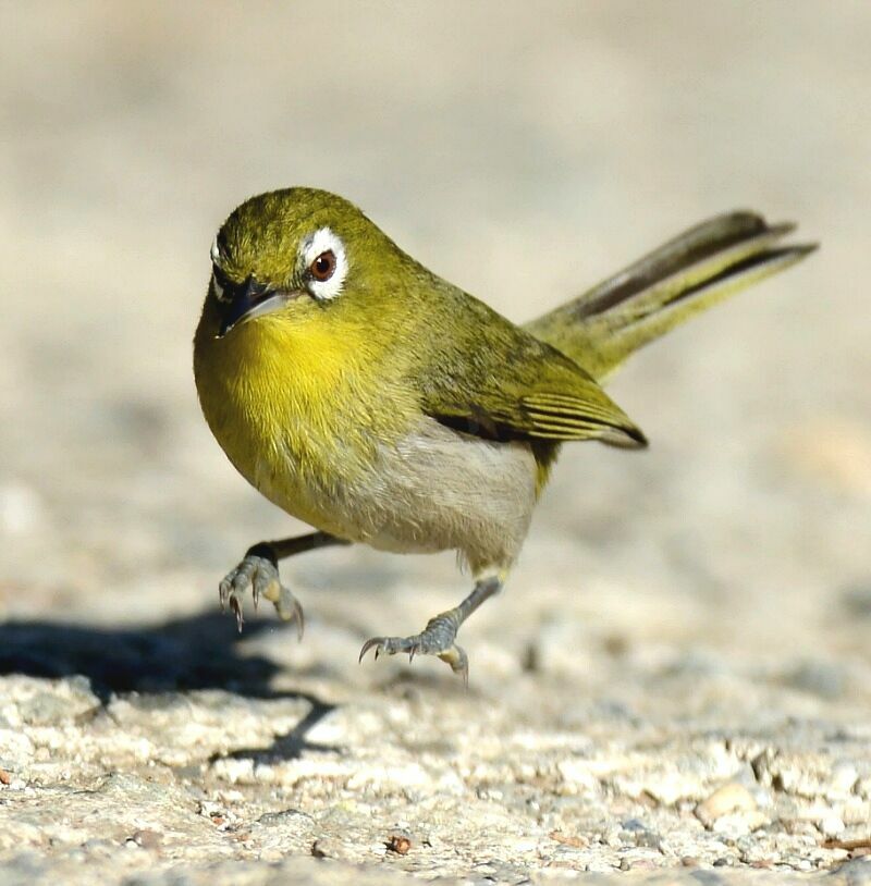 Green-backed White-eye