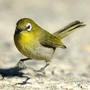 Green-backed White-eye