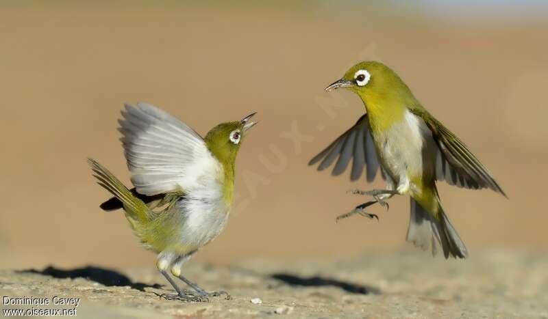 Green-backed White-eye, Reproduction-nesting