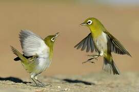 Green-backed White-eye