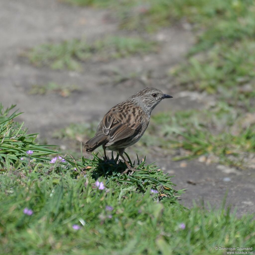 Dunnockjuvenile