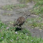 Dunnock