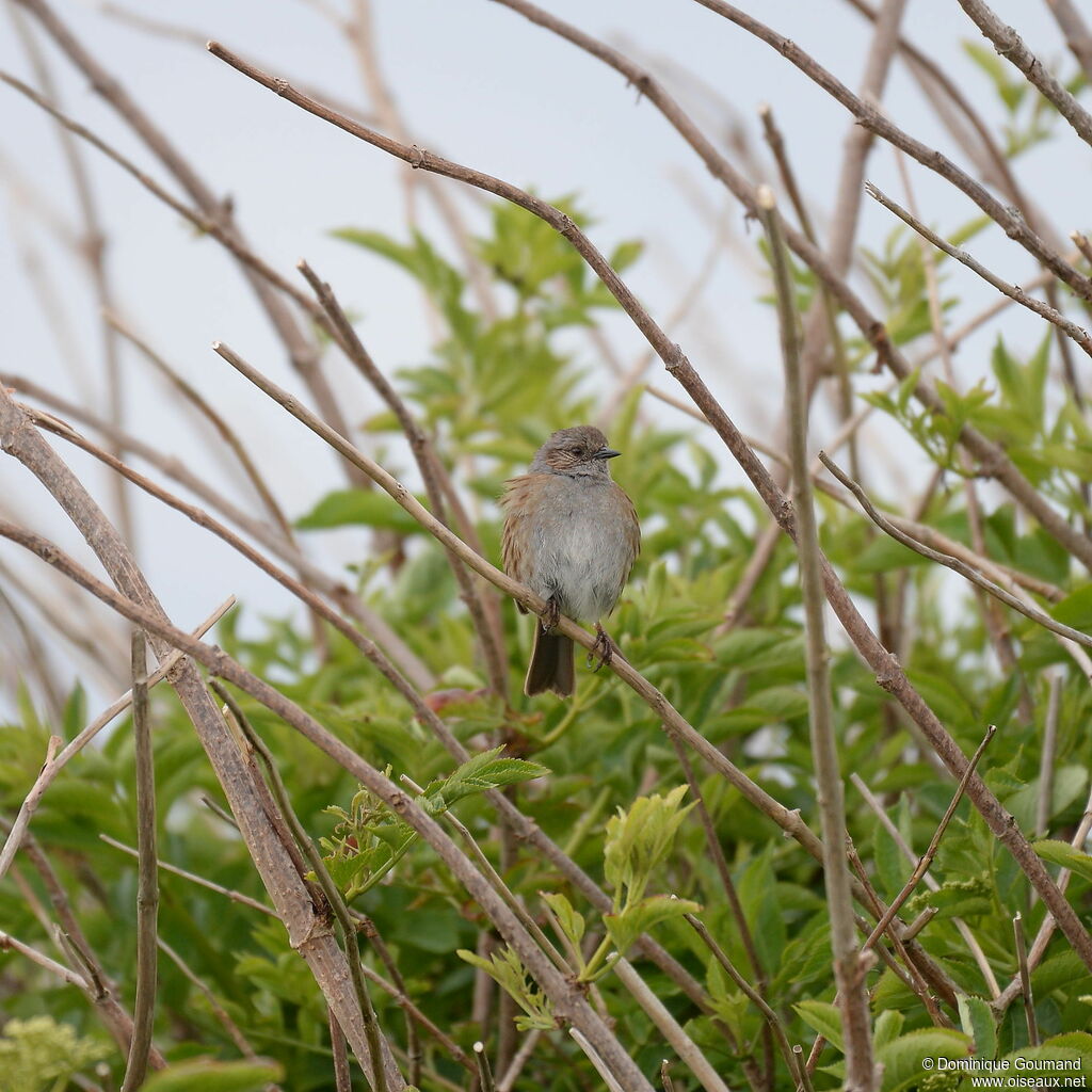 Dunnock