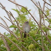 Dunnock