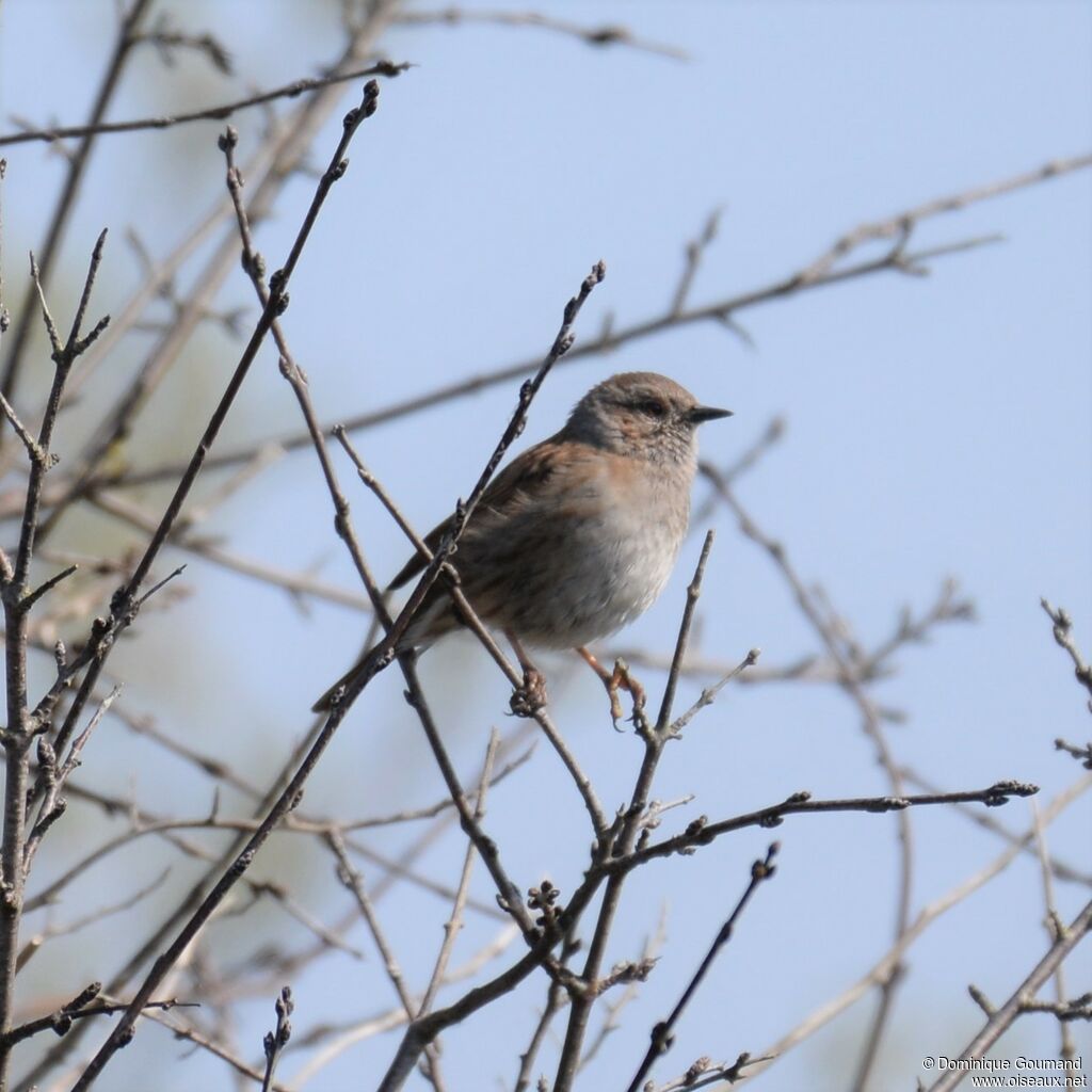 Dunnock