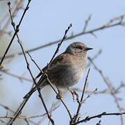 Dunnock