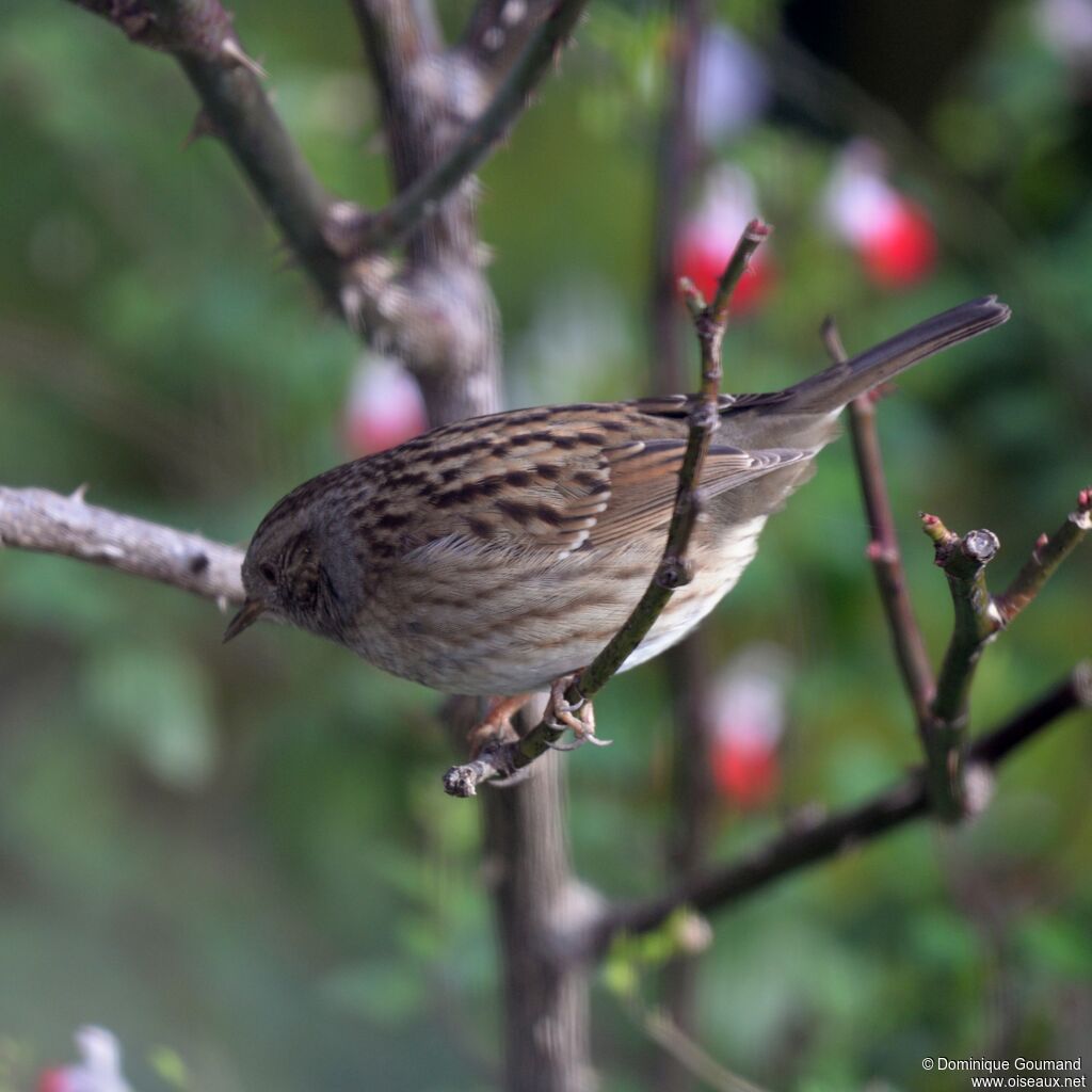 Dunnock