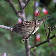 Dunnock