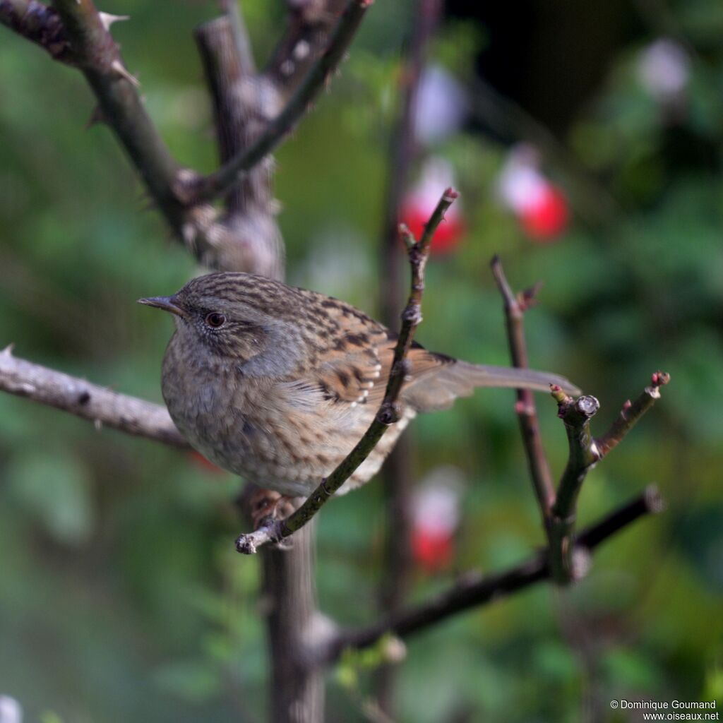 Dunnock