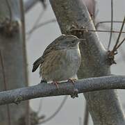 Dunnock