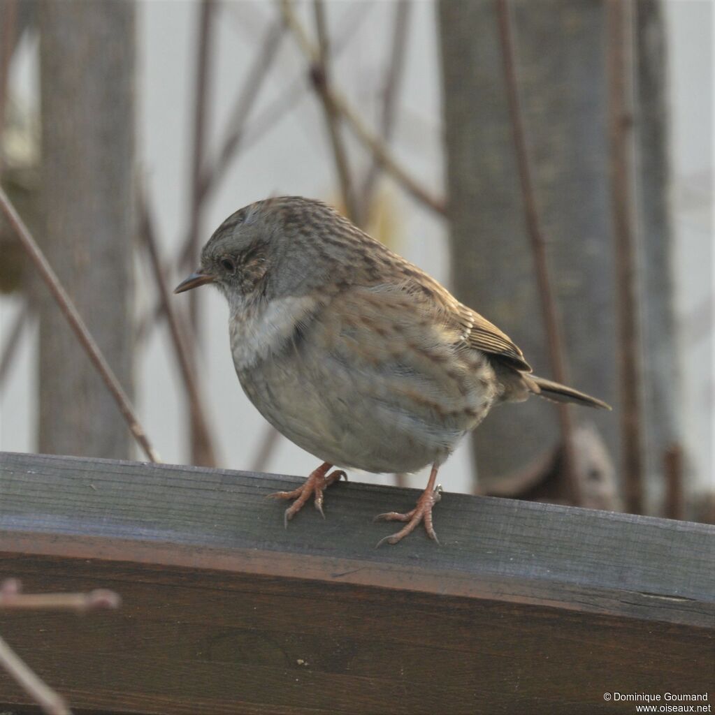 Dunnock