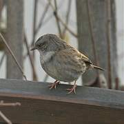 Dunnock