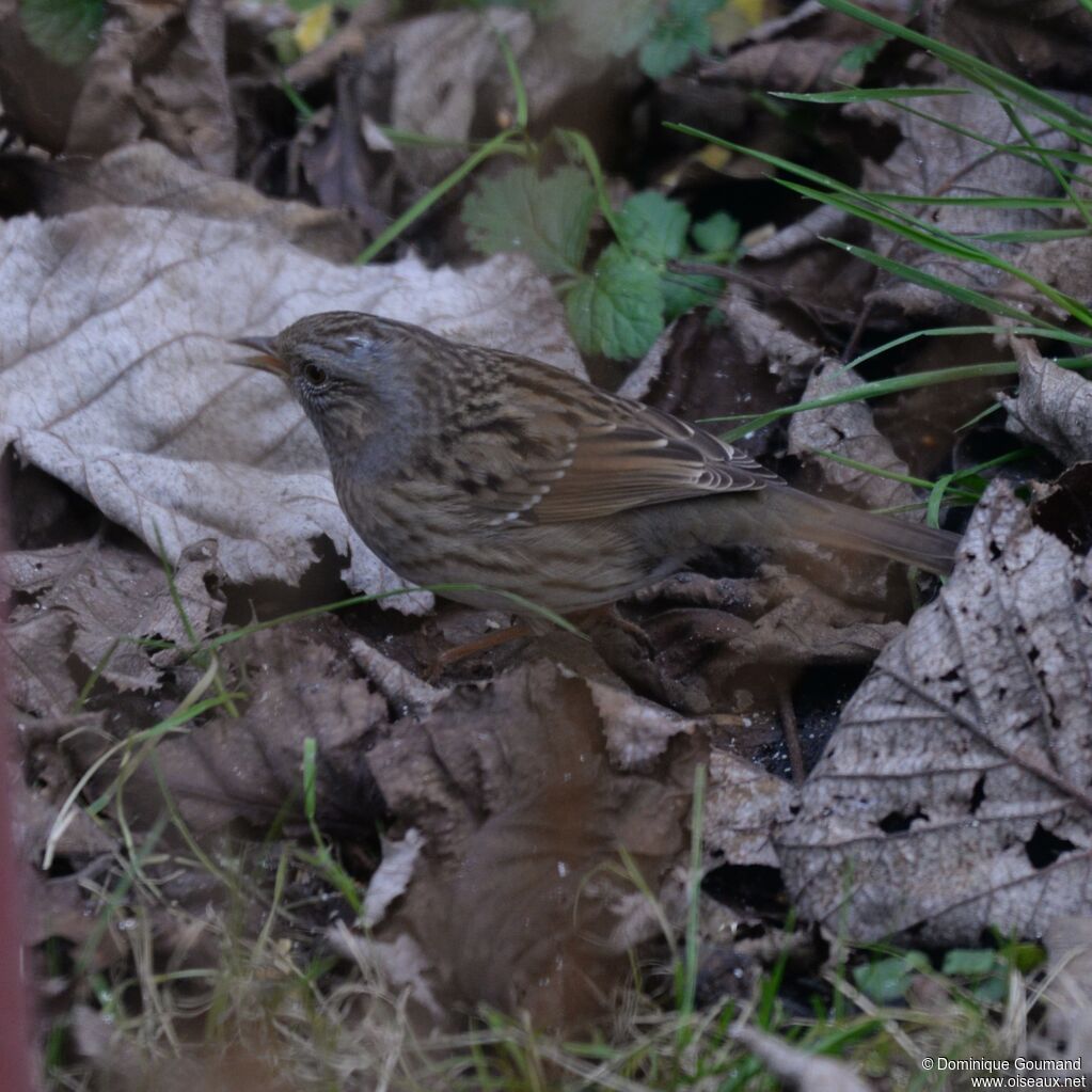 Dunnock