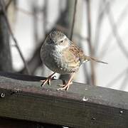 Dunnock