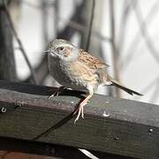 Dunnock