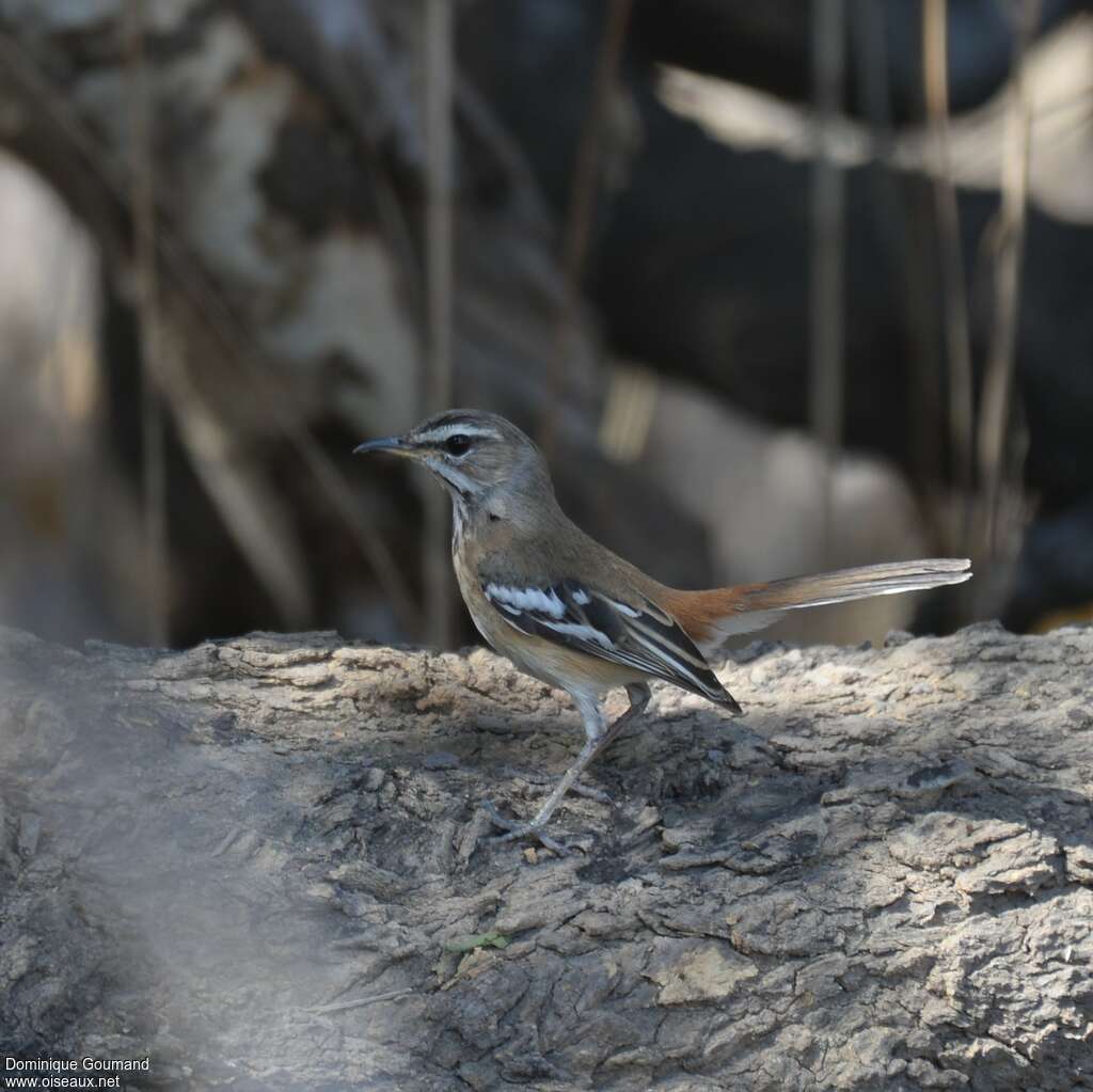 Agrobate à dos rouxadulte, identification