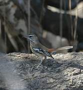 White-browed Scrub Robin