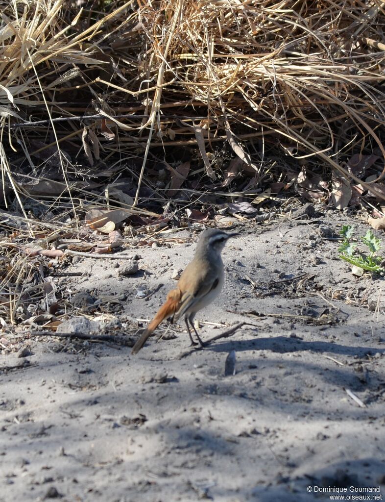 Kalahari Scrub Robin