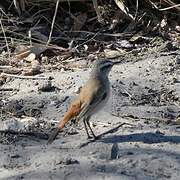 Kalahari Scrub Robin