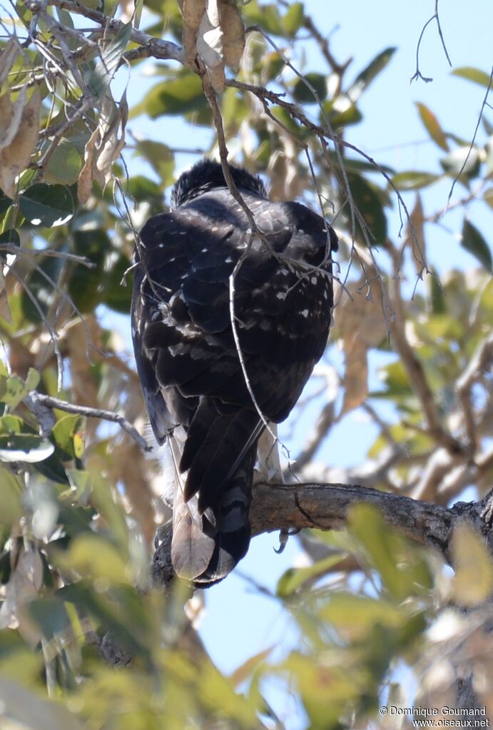 African Hawk-Eagle