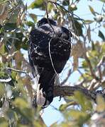 African Hawk-Eagle