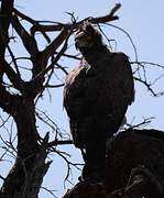 Martial Eagle