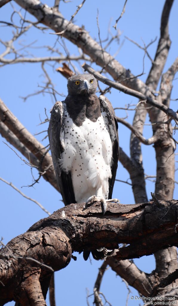 Martial Eagle