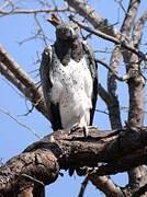 Martial Eagle