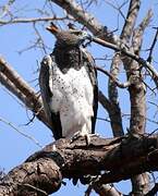 Martial Eagle