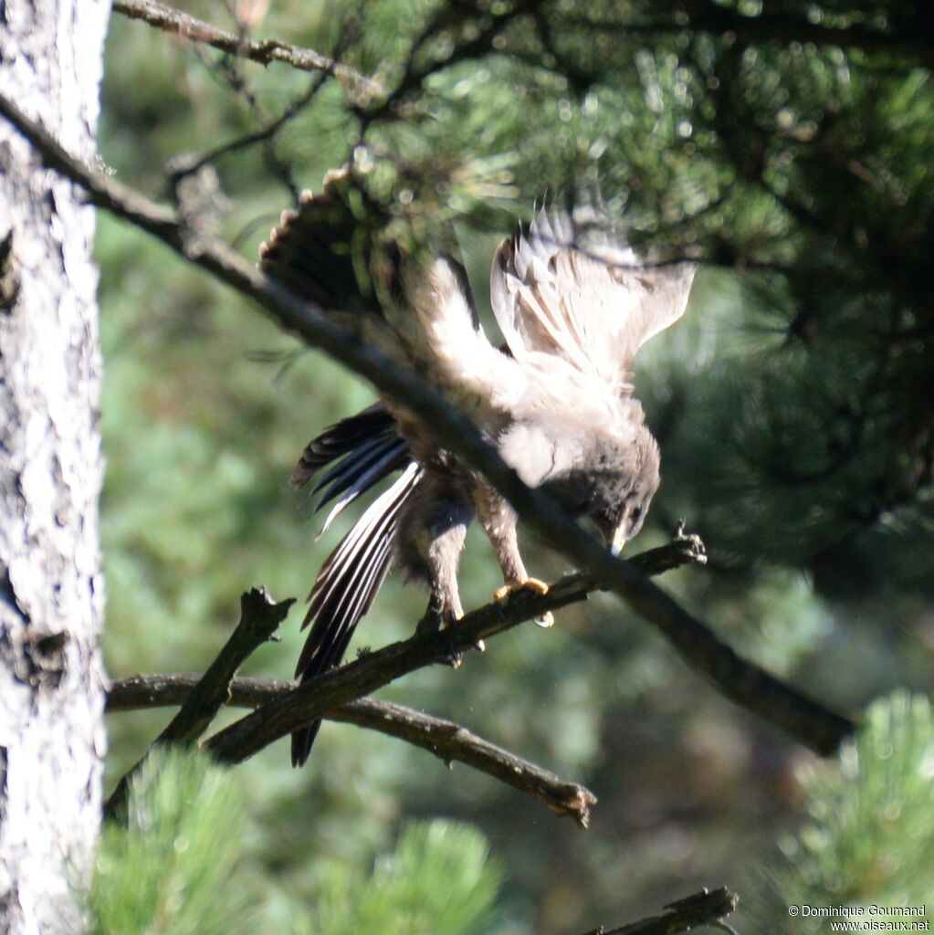 Lesser Spotted Eaglejuvenile