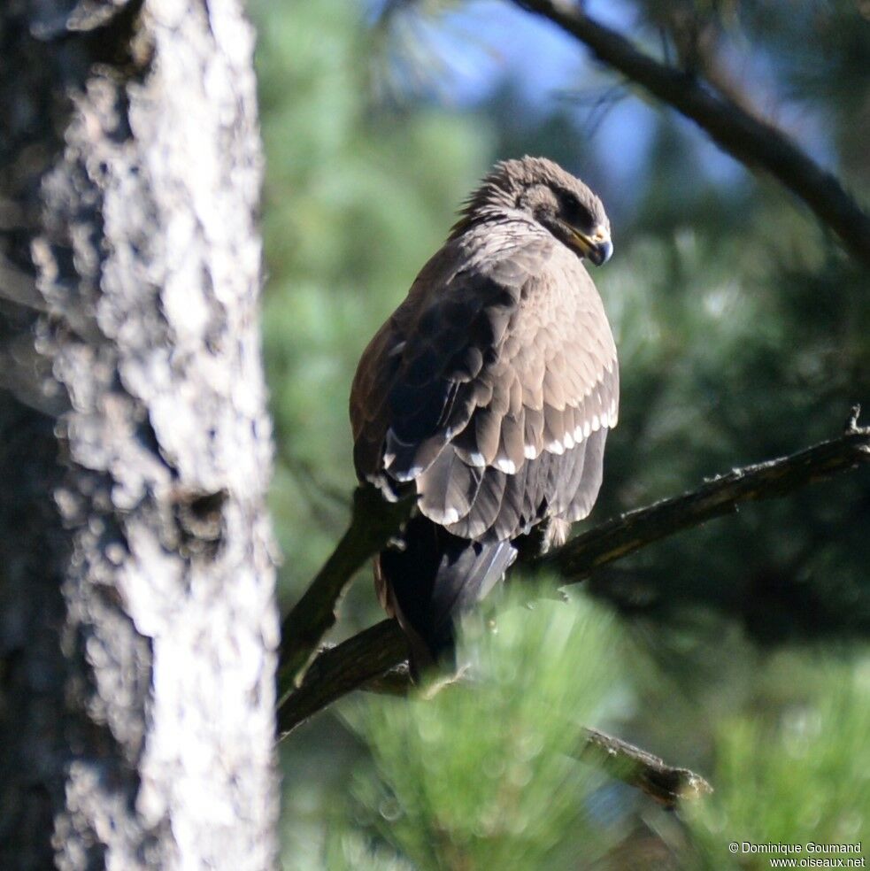 Aigle pomarinjuvénile