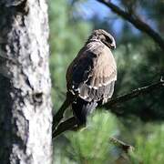 Lesser Spotted Eagle