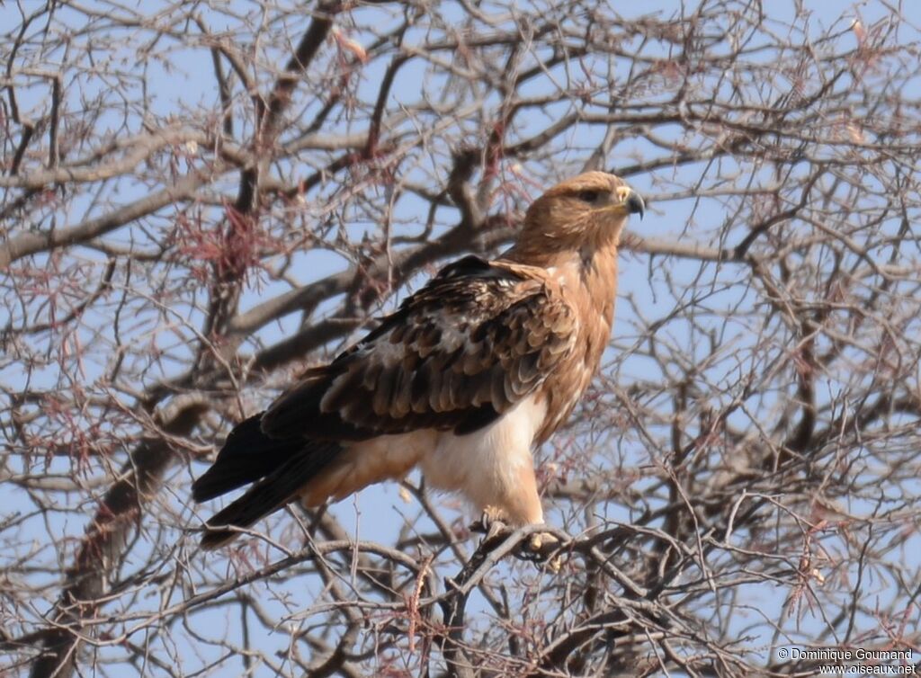 Aigle ravisseur