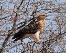 Tawny Eagle