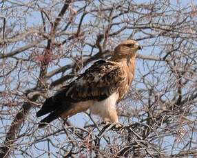 Aigle ravisseur