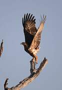 Tawny Eagle