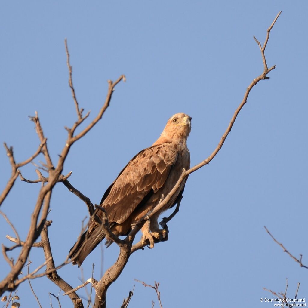 Aigle ravisseur