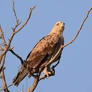 Tawny Eagle