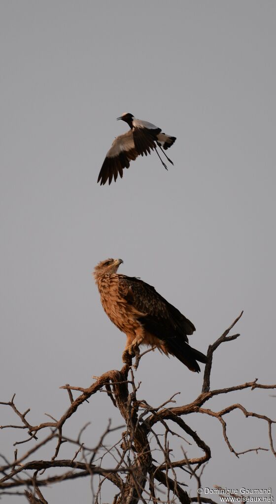 Aigle ravisseur