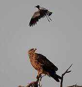 Tawny Eagle